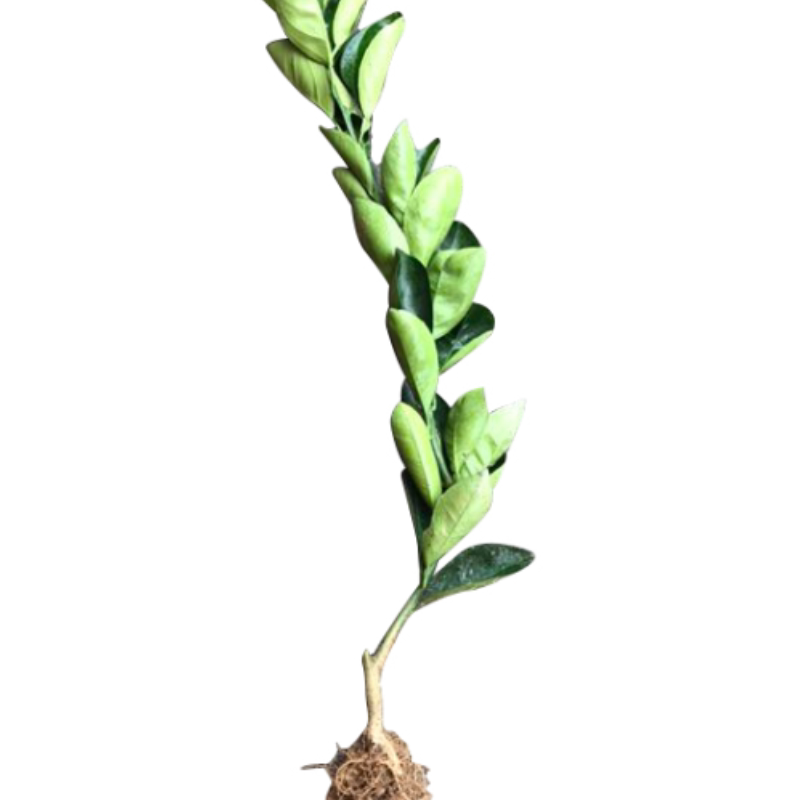 江西赣南脐橙苗嫁接纽荷尔橙子苗卡拉红肉血橙脐橙树苗赣州果树苗