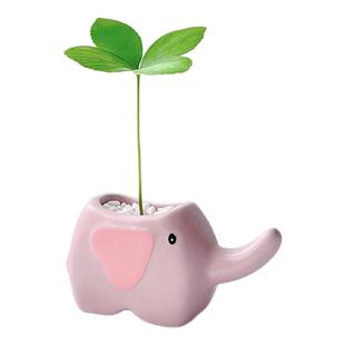 墨西哥铁树办公室内绿植净化空气桌面幸运四叶草北欧好养解压盆栽