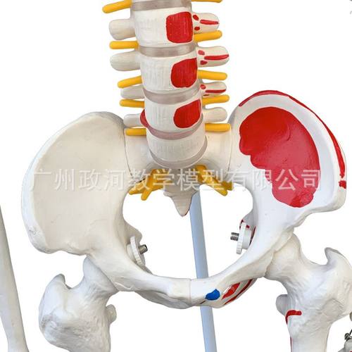 85CM人体骨骼带神经带神经肌肉椎间盘起止点着色骨架模型模型附