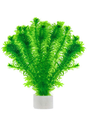 蜈蚣草水草植物养龟鱼缸造景鱼草缸净水绿植新手养鱼绿菊后景草