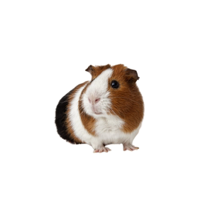 荷兰猪活物豚鼠幼鼠运输包邮已打疫苗送笼荷兰鼠宠物兔公仔天竺鼠