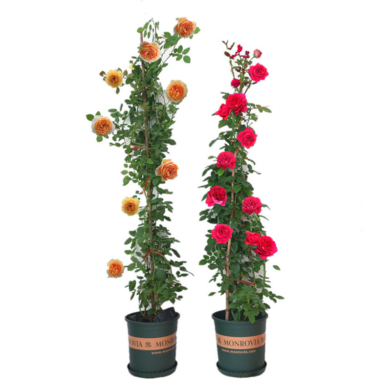 爬藤月季花树苗庭院绿化风景花树