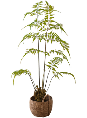 大型仿真绿植金毛狗蕨猴头蕨盆栽