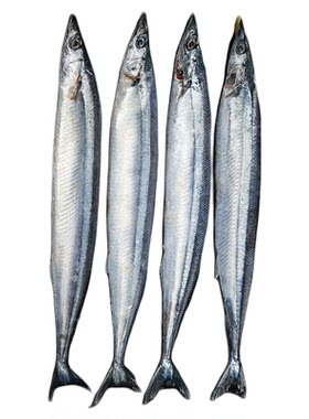 秋刀鱼新鲜冷冻日料烧烤食材特产