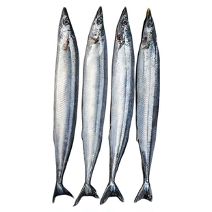 秋刀鱼冷冻新鲜商用日式料理特大号烧烤海鲜水产鲜活深海鱼4斤装