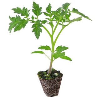 大果西红柿苗种子老品种蔬菜秧苗四季种植带土圣女果番茄苗秧大全