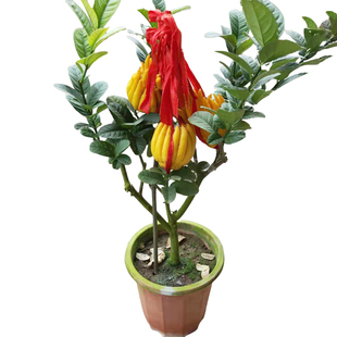 金华佛手盆栽带果佛手苗花卉金佛手盆景观赏阳台佛手柑盆栽绿植