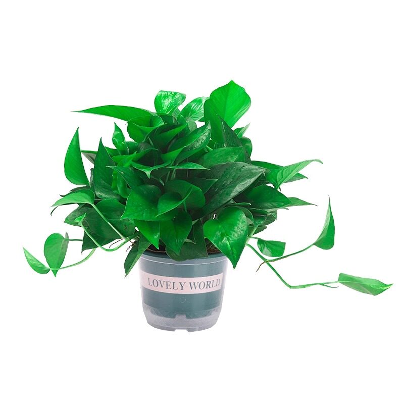 新房绿萝盆栽室内水培绿植花卉
