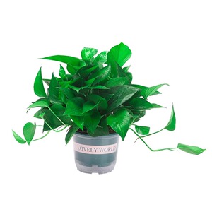 新房绿萝盆栽室内水培绿植花卉