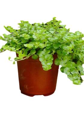 金叶过路黄户外庭院花境植物