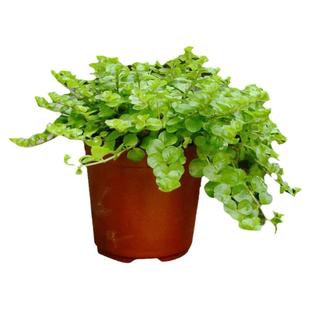 金叶过路黄盆栽姬岩垂草中华景天金莎蔓熊猫堇矮麦冬新西兰半边莲