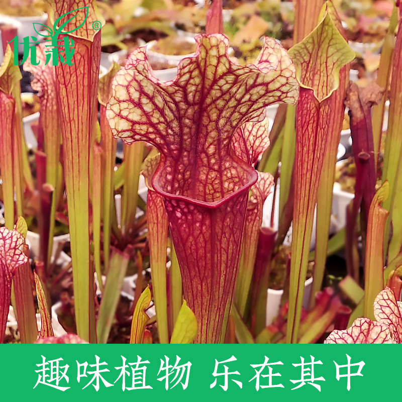 瓶子草食虫植物捕蝇草驱蚊草捕虫草食人花吃人花超大室内绿植盆栽
