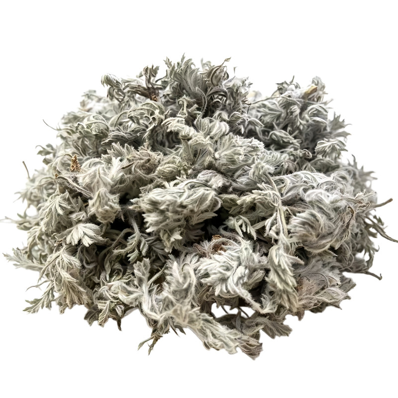 白蒿山里挖的绵茵陈干的鲜的都有