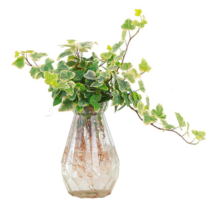 雪莹常春藤水培室内易养彩叶植物爱心叶常青藤盆栽办公室工位水养