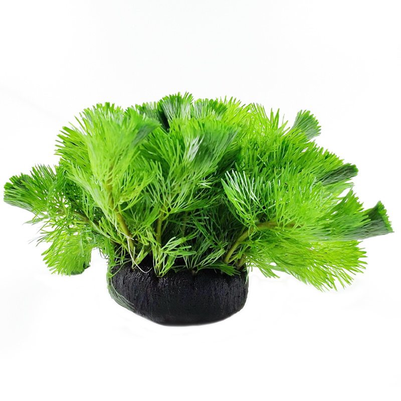 千草堂水草缸水草造景坨草绿菊花