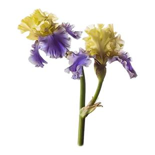 园艺家美国进口德国鸢尾块根多年生耐寒耐旱宿根花卉盆栽庭院阳台