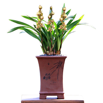 四季建兰铭品金荷矮种带花浓香型