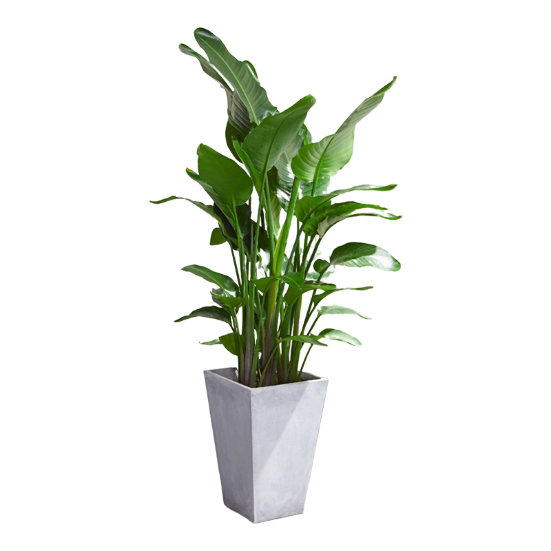 天堂鸟盆栽好看大叶植物大型绿植