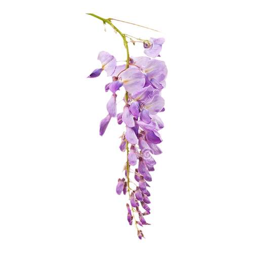 塔莎的花园 紫藤花苗树苗爬藤花卉庭院户外植物多年丰花藤本盆栽