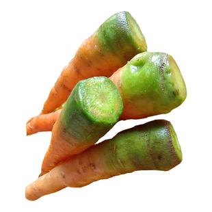 江西保护区内老品种胡萝卜自留种露天胡萝卜红黄箩卜