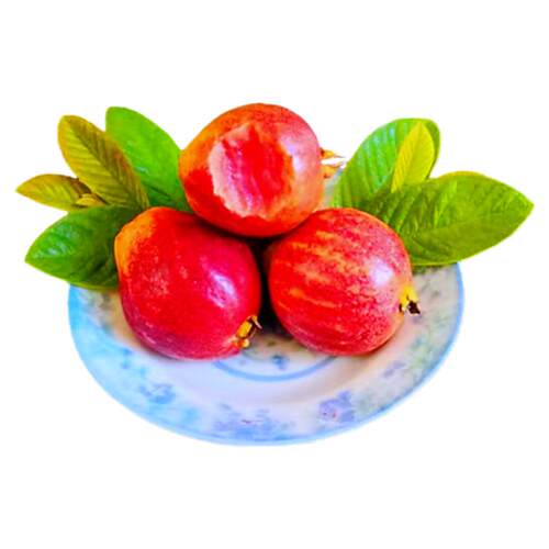 四季胭脂红番石榴苗嫁接红宝石芭乐珍珠番石榴苗盆栽地栽当年结果