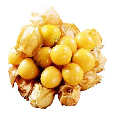 黄姑娘果苗阳台四季盆栽姑娘果