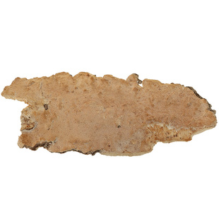 村姑娘白耙齿菌正品长白山野生白囊耙齿菌100g新货500克优惠