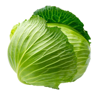 四季蔬菜甘蓝种子耐热耐寒莲花白