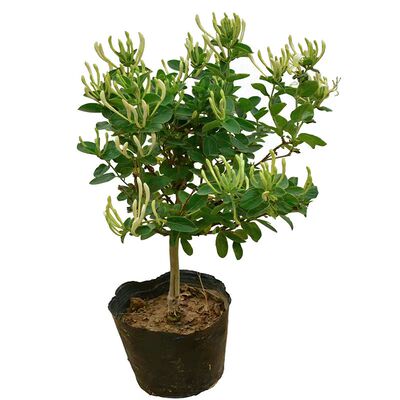 黄白金银花阳台四季开花