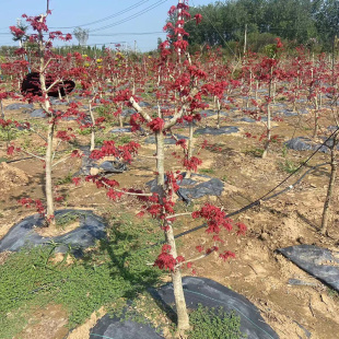 品红枫树苗大颗造型树老桩盆景庭院别墅阳台观赏风景树耐寒木架发