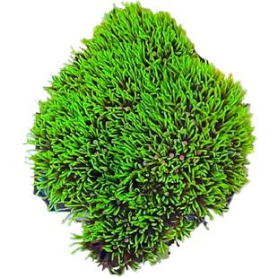 草皮珊瑚荧光绿软体lps入门海水鱼缸活体日本紫草皮带基座繁殖快