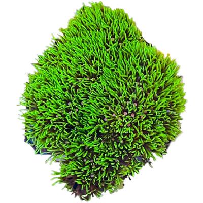【植素源】长须绿草皮珊瑚合集