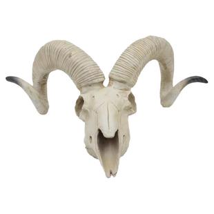 美术教具 仿真羚羊头骨    工艺品羚羊头室内装饰品骷髅羊头 包邮