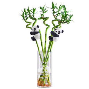 富贵竹水培植物客厅招财转运竹子粗杆带根室内水养绿植四季好养活