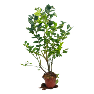 蓝莓树果苗带花或带果蓝莓盆栽南北方种植特大号果树阳台庭院种植