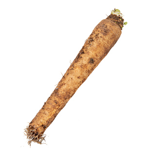 金玉兰菜根苗种籽种根种子软化菊苣种孑盆栽白玉兰菜苗根紫水生田