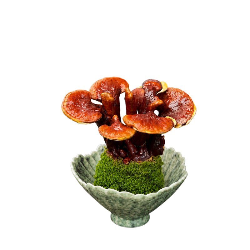 灵芝苔藓球盆栽室内桌面观赏水培植物好养易活招财禅意绿植防辐射
