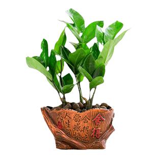 金钱树钱串子室内客厅大绿植盆栽盆景花卉办公室桌面观叶常青植物