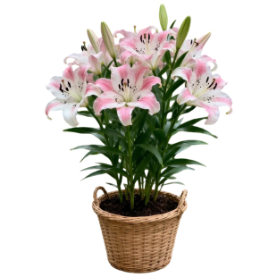 进口重瓣香水百合花种球盆栽香雪兰花卉绿植物室内四季花郁金香