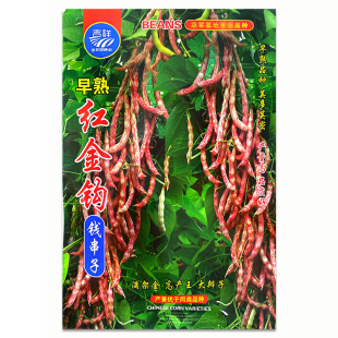 东北黄金勾红金钩豆角架豆王种子高产油豆角种籽沟扁豆春季蔬菜孑