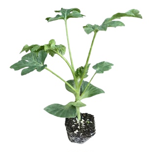 嫁接8424西瓜苗麒麟美都黑美人懒汉巨型盆栽阳台种籽四季水果秧苗