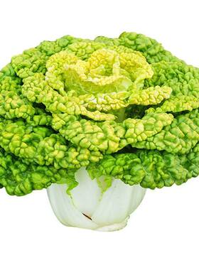 奶油黄心乌塌菜黄玫瑰雪里金花四季耐寒黄心菜菊花心菜秋冬季蔬菜