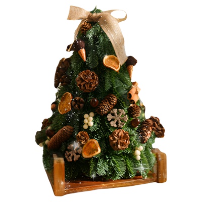 【永不凋零的诺贝松小圣诞树】