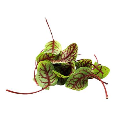 新鲜酸模叶40可食用酸膜装饰花草