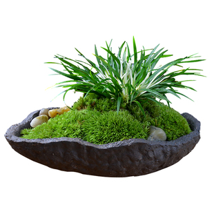 菖蒲盆景正宗金钱锦茶几随手香盆栽日本黄金姬书房蒲草办公室绿植