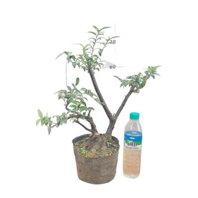 小叶山矾花树老桩盆景造型精美七里香苗按图发货独根好栽活绿植物