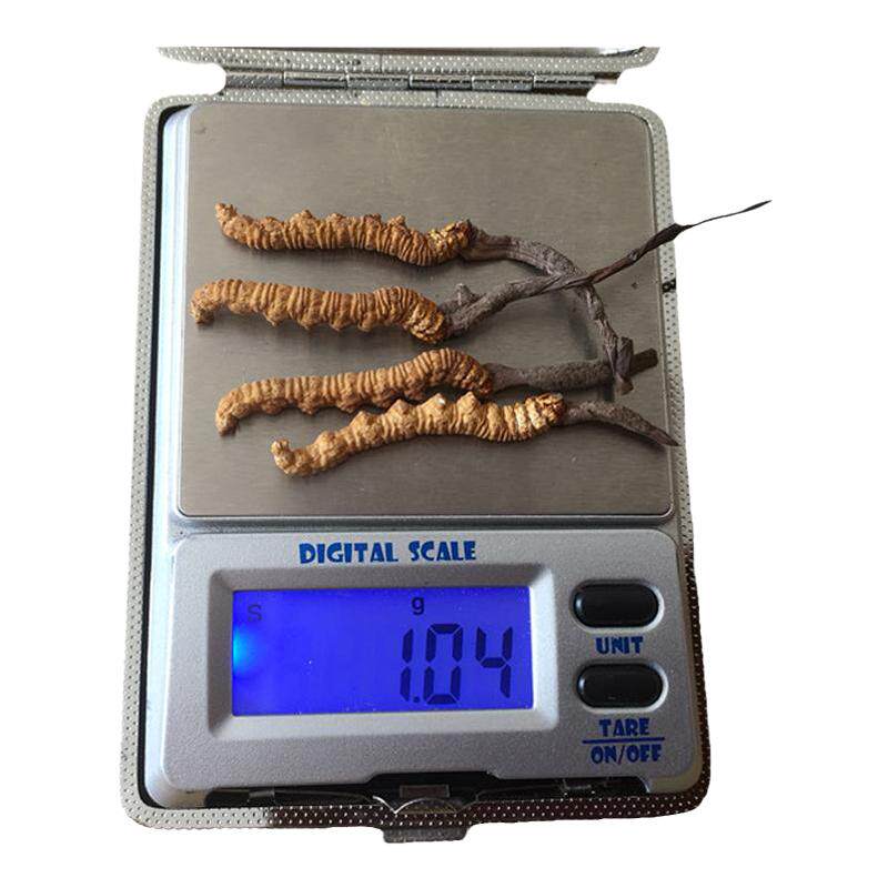 甘南藏区腊子口冬虫夏草头期新草