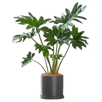 水培植物春羽盆栽绿植室内好养小天使水培龟背竹四季常绿春雨盆栽