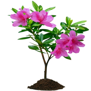 毛杜鹃夏娟毛鹃花苗茶梅苗毛娟映山红苗庭院别墅花坛耐寒植物树苗