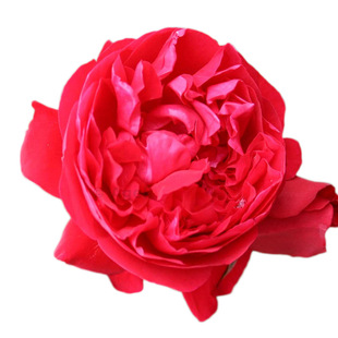 虹越爬藤月季花盆栽佛罗伦蒂娜龙沙宝石蓝色阴雨爬墙藤本篱笆拱门